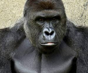 El gorila del zoológico acabab de cumplir 17 años y fue sacrificado para evitar una tragedia. Foto: Facebook