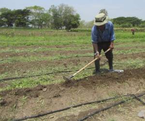 12 millones de quintales es la meta para este año de cosecha de maíz para el consumo humano, según autoridades.
