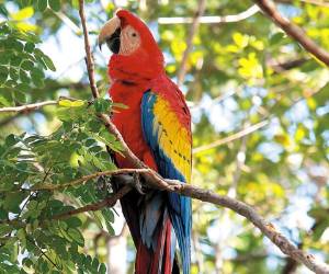 La belleza exótica de la Guara Roja o Guacamaya en la isla Zacate Grande