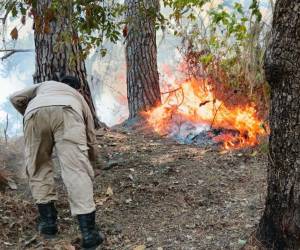 El incendio ocurrido en el sector de la aldea El Zapotal, en donde cerca de cien manzanas de bosque fueron afectados, de acuerdo a la Gerencia de Medio Ambiente de la alcaldía de San Pedro Sula.