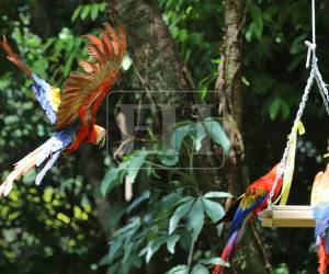Siete guacamayas rojas fueron liberadas este lunes en la cuenca del río Cangrejal, en La Ceiba, como parte de un proyecto de reintroducción de la especie. Aquí el emocionante momento en que las aves finalmente fueron introducidas a su hábitat ideal.