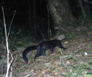 En los bosques de Honduras habita este mamífero terrestre de mediano tamaño. Foto cortesía @PantheraHonduras
