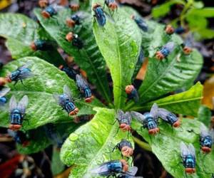 Las autoridades sanitarias recomiendan mantener limpio el hogar para evitar la proliferación de la mosca que produce al gusano barrenador.