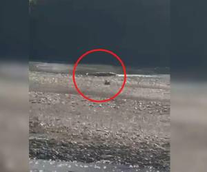 Los animales han sido captados tomando sol en las playas del río.