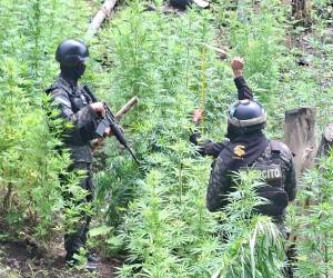 Efectivos de las Fuerzas Armadas asignados a la Policía Militar del Orden Público (PMOP) localizaron las plantaciones de arbustos de hoja de coca y marihuana en el departamento de Yoro.