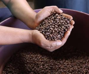 La cosecha de café continúa siendo un motor económico clave, generando ingresos y empleo para miles de familias en las zonas rurales de Honduras.