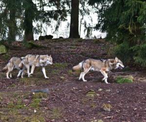 Hoy en día hay alrededor de 6,000 lobos grises repartidos por 48 estados del país norteamericano. FOTO ILUSTRATIVA