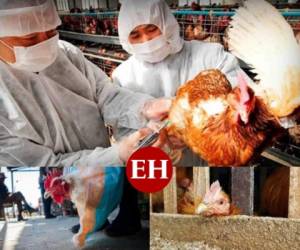 Esta semana la Organización Mundial de la Salud (OMS) confirmó el primer caso de gripe aviar H10N3 en humanos. Se trata de un hombre de 41 años de la provincia de Jiangsu, China. Esto ha encendido las alarmas de las autoridades quienes piden calma a la población y estar atentos ante cualquier alerta de la OMS. Qué es, cómo se transmite y qué tan peligrosa puede ser, esto es lo que debes saber sobre esta enfermedad. Fotos: Archivo AFP | AP | Imágenes de referencia.