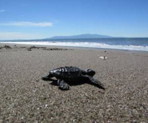 La liberación de tortugas ha impulsado el turismo en el sur.