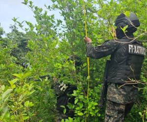 Un efectivo de las Fuerzas Armadas de Honduras hace la medición de las plantas de hoja de coca.