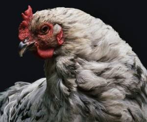 Las aves domésticas también pueden ser portadoras de gripe aviar.