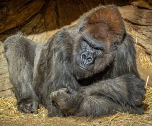 Hasta el momento los gorilas han manifestado algo de congestión nasal y tos. Foto: San Diego Zoo Safari Park
