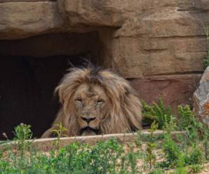 Los leones recibieron un 'tratamiento antiinflamatorio y seguimiento estrecho' al que respondieron bien, indica el texto. AFP.