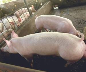 Los pie de cría que son reproducidos en la estación porcina de Comayagua fueron traídos de Estados Unidos en 2019.
