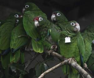 Ejemplares de cotorra puertorriqueña sobre ramas. Foto AP