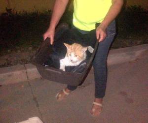 Algunos vecinos de estas populosas colonias han ayudado a salvar la vida de los animales, pero en muchos de los caso esto ha sido inútil. FOTO: Facebook/Lacaden