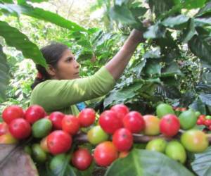 La entrada de personas de Nicaragua para labores de corte de café será registrada por migración y dueños de fincas.