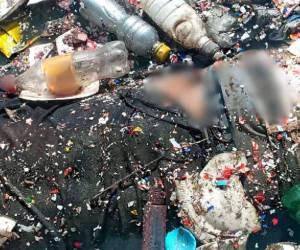 De momento, se desconoce la causa de muerte de la víctima y las circunstancias bajo las que ocurrieron los hechos. Tampoco se ha logrado identificar de quién se trata.