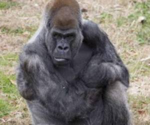 Ozzie es el gorila macho vivo más viejo del mundo, tiene 60 años, y es uno de los infectados con covid-19. Foto: zooatlanta.org
