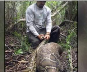 La víbora había comido una cría de venado que pesaba 15,9 kilos. La serpiente pesaba 14,3. Foto: Conservancy South Florida/KXAN
