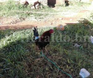 El famoso gallo de pelea ya permanece en su verdadera casa, pero esta vez amarrado para evitar cualquier problema.
