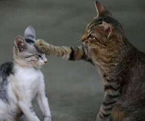 Tras varios años, finalmente llegaron a un acuerdo legal vinculante antes de Navidad, por el cual la vecina aceptó limitar sus interacciones con el animal. Foto Canva