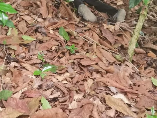 Los menores fueron ahorcados por su padre; los tres cuerpos quedaron cerca del lugar donde residían.