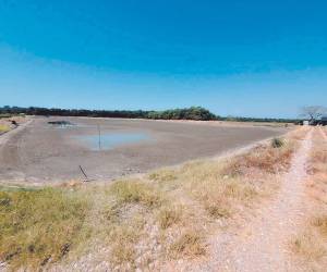 El bloqueo mexicano al camarón hondureño ha provocado el abandono de fincas en Choluteca y Valle