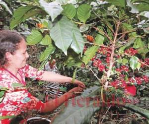 En Honduras el café es el principal producto de exportación, así como el mayor generador de empleos. Foto: El Heraldo
