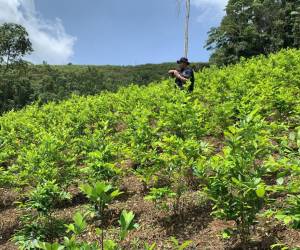 Más de 60 manzanas de cultivo de hojas de coca y narcolaboratorio se han incautado en Patuca, Olancho.