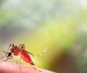 Un total de 3,935 casos sospechosos de dengue acumula Honduras en lo que va del 2026, autoridades analizan sí joven falleció a causa del zancudo trasmisor.