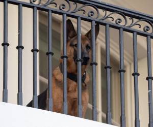 El jueves, los medios estadounidenses reportaron que el pastor alemán, que llegó a la Casa Blanca en 2021 cuando era un cachorro, estaba implicado en más episodios de mordidas que los conocidos hasta ahora.