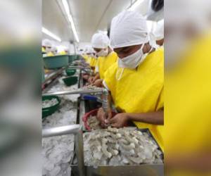 Las camaroneras aseguran estar listas para reanudar exportaciones de camarón.