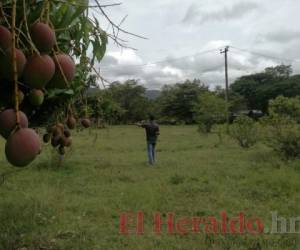 En los predios de Villa Ahumada se construirá una finca agrícola. Foto: Juan Flores / EL HERALDO.