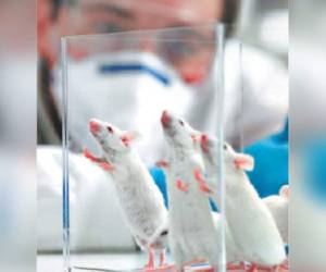 Los ratones tienen anticuerpos contra el virus del zika.