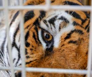 A Charly lo entrenaron dándole en la boca una buena porción de carne fresca. Foto: AFP