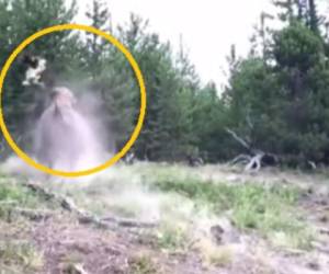 La niña voló por los aires cuando el bisonte la atacó. Foto: Captura video.