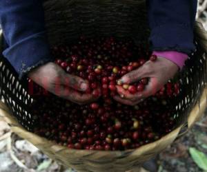 De acuerdo con cifras del gremio caficultor, existen unos 350.000 productores de café en la región centroamericana.