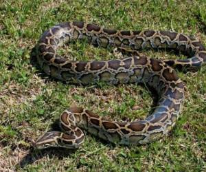 Los machos fueron regresados a su medio silvestre. Foto ilustrativa.