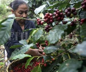 En Honduras existen varios centros de formación y capacitación para los productores con la finalidad de mejorar las técnicas de cultivo de café y así poder mejorar la calidad del grano aromático destinado a la exportación. Foto EL HERALDO