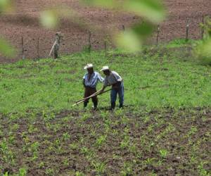 La sequía se podría intensificar en municipios como Campamento, Concordia, Silca, Guata, Esquipulas del Norte. Foto EL HERALDO
