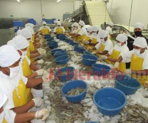 Las medidas de bioseguridad son una práctica en la camaricultura. Foto: EL HERALDO.