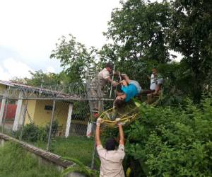 El deceso se produjo en la colonia Ponce de Olanchito, Yoro, cuando el hombre se encontraba realizando labores sobre un árbol.