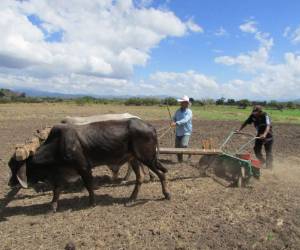 Esta práctica de gran relevancia en las zonas rurales permite predecir el clima durante el año.