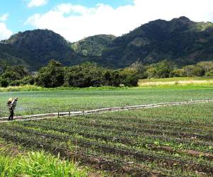 Las autoridades gubernamentales buscan estrategias para contribuir a la seguridad alimentaria en el territorio nacional.