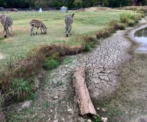 El propietario, Scott Allen, señala que antes, las cebras y sus otros animales tenían agua de fuentes naturales como esta, pero ahora depende del agua de las cañerías municipales de Cartersville, Georgia, para dar a los animales. (AP Foto/Jeff Martin)