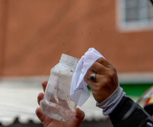 Más de ocho millones de zancudos con Wolbachia fueron liberados a partir de agosto del 2023 en el barrio El Manchén.