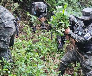 Las incautaciones en las últimas 48 horas han sido en comunidades montañosas de Yoro y Atlántida.