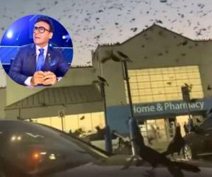 Adal Ramones, de 60 años, grabó el momento en que una gran cantidad de aves invadieron el estacionamiento de un supermercado estadounidense. Foto: Instagram adalramones