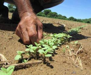 Debido a las condiciones climatólogicas, Prograno estima que por mucho solo se cosecharán entre cinco a seis millones de quintales.